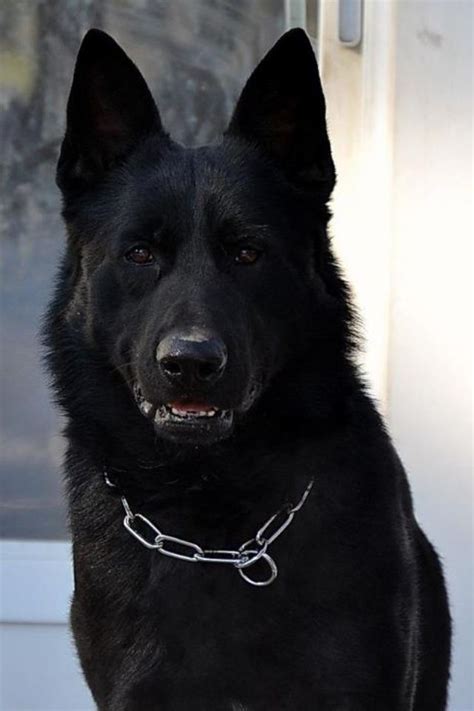 Beautiful Black German Shepherd Big Dogs I Love Dogs Dogs And Puppies