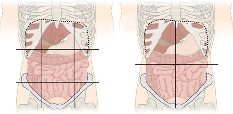 Quadrants And Regions Of Abdomen Wikipedia