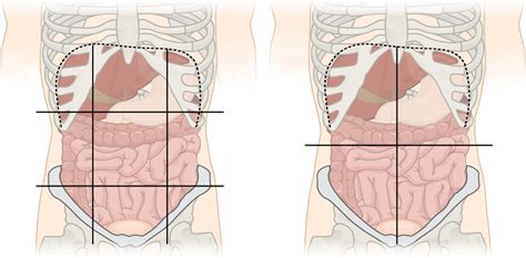 Each abdominal quadrant contains different organs and has different medical conditions associated with it. Quadrants and regions of abdomen - Wikipedia