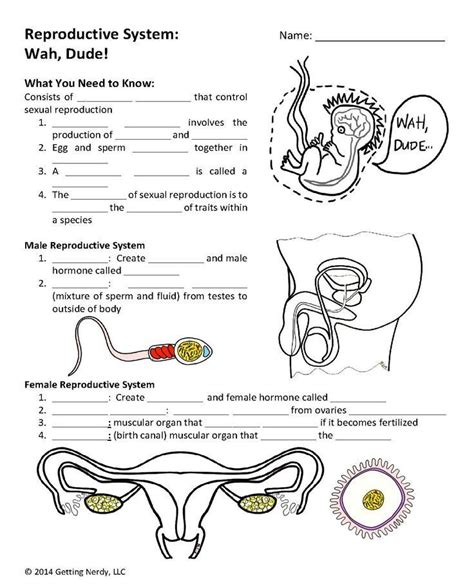 Human Reproductive System Worksheets