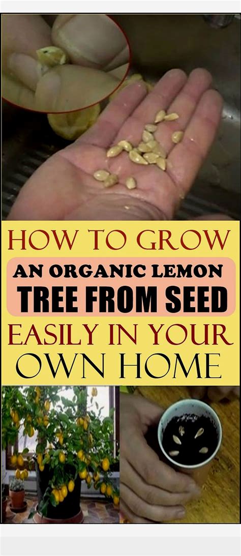 How To Grow An Organic Lemon Tree From Seed Easily In Your Own Home