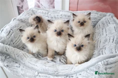 Indoor Pedigree Gccf Registered Ragdoll Kittens Peterborough Pets4homes