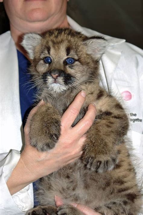 Orphaned Cougar Kitten Finds A Home At Stone Zoo Zooborns