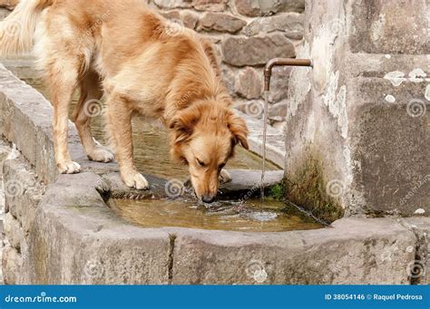 Dog Drinking Water Stock Photo Image Of Stone Fountain 38054146
