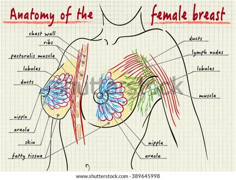 Atlas of anatomy of the human body: Chest Muscle Anatomy Diagram - Upper extremity ...