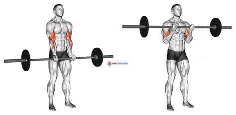 Barbell Standing Close Grip Curl Home Gym Review