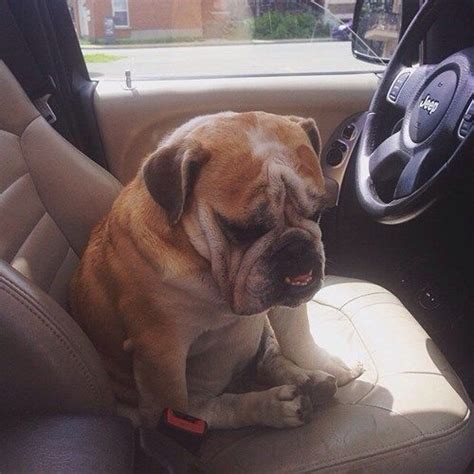 This Bulldog Is Clearly Frustrated By Parallel Parking Funny Dog