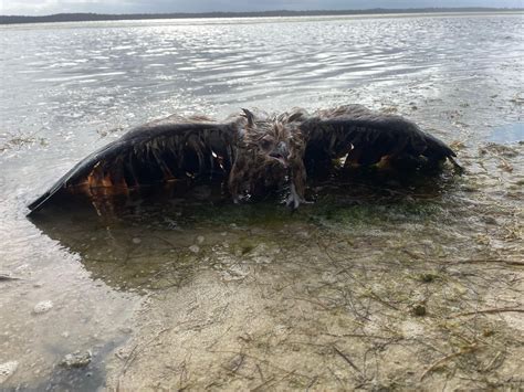 Strange Creature Covered In Seaweed Washes Up On Beach