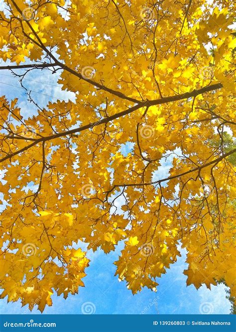Autumn Yellow Maple Leaves Against Blue Sky Stock Image Image Of
