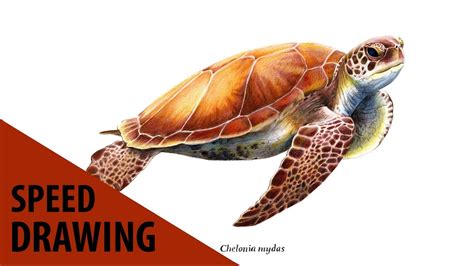 Coloriage tortue de terre en ligne gratuit à imprimer le dessin nous montre une tortue terrestre cherchant son repas. Idées Tendances Dessin Tortue De Terre Realiste - Random Spirit