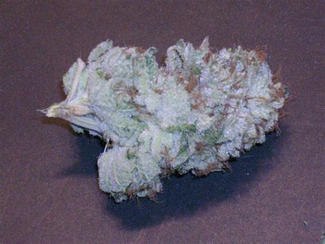 Whos Got The Frostiest Buds Thcfarmer Cannabis Cultivation Network