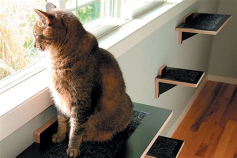 How To Create A Cat Climbing System In Your Home Catster
