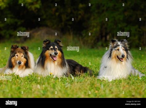 Collies Lying At Meadow Stock Photo Alamy