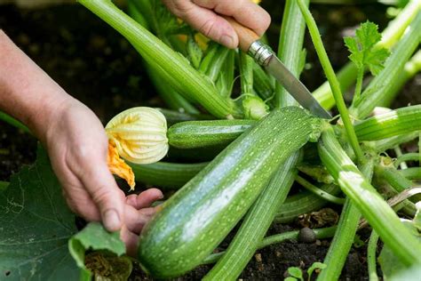 10 Easy To Grow Vegetables For Beginners Bbc Gardeners World Magazine