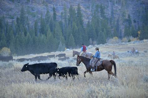 The Very Best Cattle Drive Vacations To Take In The Us