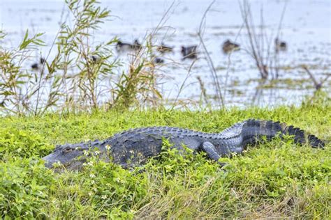 American Alligator Resting On Grass Stock Photo Image Of Wildlife