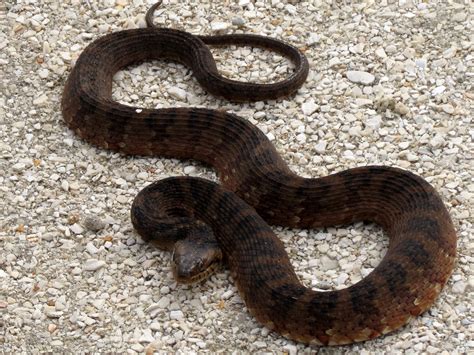 Florida Water Snake Nerodia Fasciata Pictiventris 13 Flickr