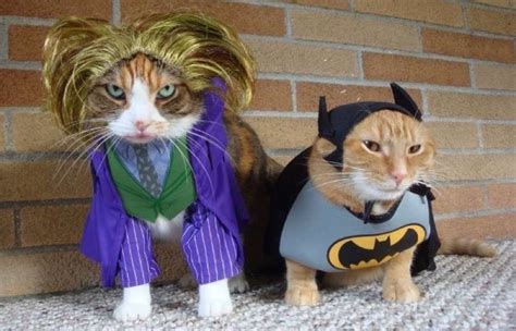 Cats In Costume Cats Photo 41560378 Fanpop
