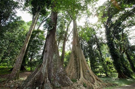 Mengulas Cerita Pohon Jodoh Di Kebun Raya Bogor Benarkah Bisa Dapat