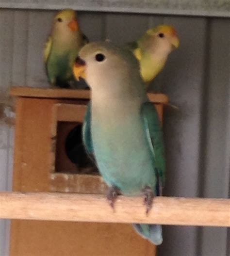 Blue Peach Face Lovebird Beautiful Birds Love Birds Blue Peach