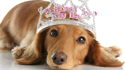 Are you looking for fluffy, little, and small male and female cute dog names?do you want best and funny names for cute dog?if yes, then this article is for you. 200 Cute and Unique Dog Names and Meanings For Male and Female