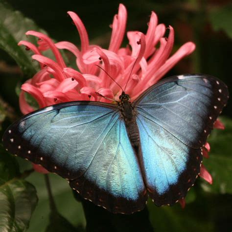 6 Blue Morpho Butterfly Species Photos In Biological Science Picture