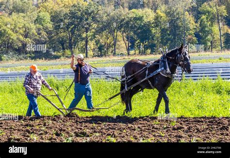 Old Fashioned Farm Field Plowing With A Horse At The Fall Fun Festival