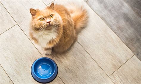 The Top Iams Wet Cat Foods Reviewed And Ranked A Z Animals