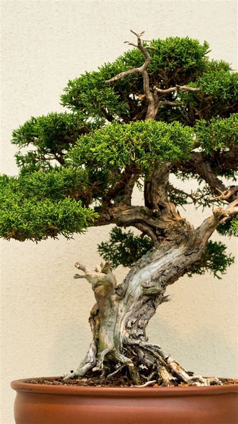 Bonsai Wallpapers Top Free Bonsai Backgrounds Wallpaperaccess