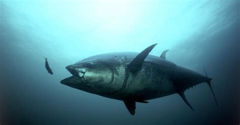 Favorite feeding spots of traveling tuna | Science in the ...