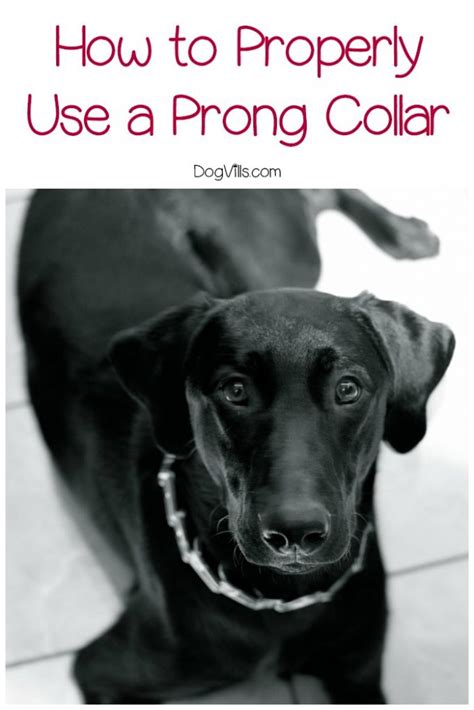 Prong collars are really for dogs with thick coats, and yes they can damage a dog's throat, so no i'm against choke and prong collars for the same reason you are asking. 3 Steps to Fitting Your Dog's Prong Collar - DogVills