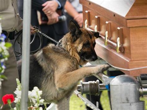 Photographer Behind Viral Police Dog Pic I Was Teary Eyed