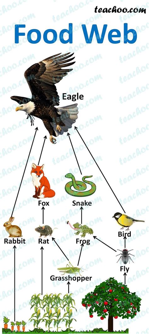 Food Chain And Food Web Meaning Diagrams Examples Teachoo Food