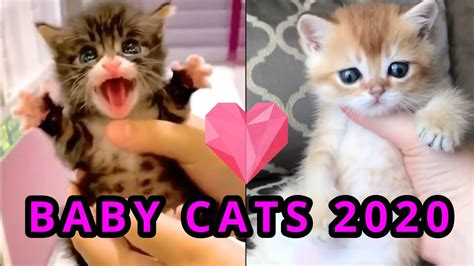 🐱baby Cats 🤣funny And😍cute Kittens Try Not To Say Aww Compilation