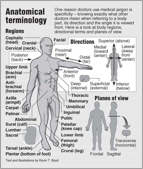 Anatomy Terms Illustrated Pointfinder Health Infographics