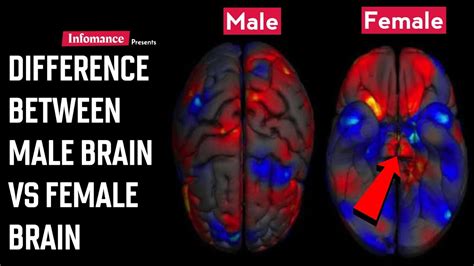 Difference Between Male Brain And Female Brain Infomance Youtube