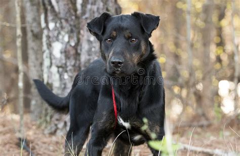Shepherd Hound Mixed Breed Dog Outside On Leash Stock