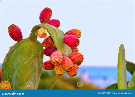 Prickly Pears In The Foreground And Agrigento Seaside With Valley Of