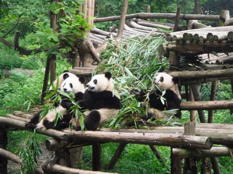 Panda Research Base Chengdu China Zoologico