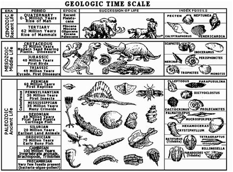 5th grade reading comprehension activities: Geologic Time Scale with Index Fossils and Pictures ...