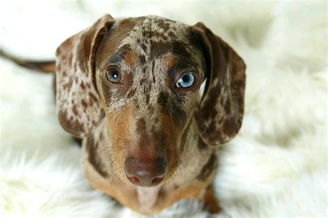10 Dog Breeds With Blue Eyes 2023