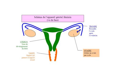 Schéma De Lappareil Reproducteur Féminin Ppt Télécharger