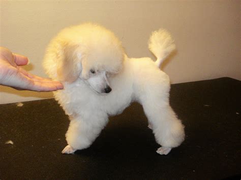 Discussion starter · #1 · 7 mo ago. Lumi's First Haircut!! - Poodle Forum - Standard Poodle ...