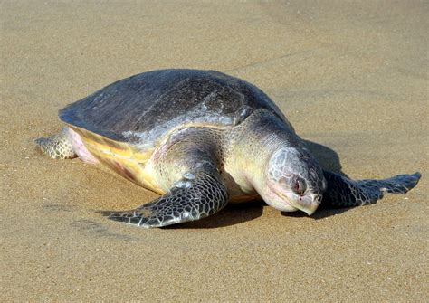 Life Of Kemps Ridley Sea Turtle Life Of Sea