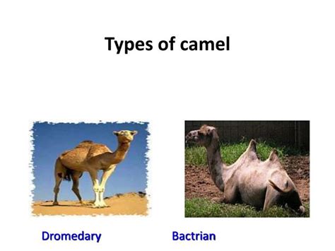 You would see many different kinds of animals in saudi arabia. PPT - Camel -A versatile animal PowerPoint Presentation ...