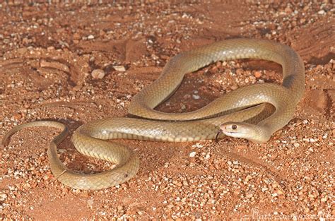 Western Brown Snake Pseudonaja Mengdeni Western Brown Sn Flickr