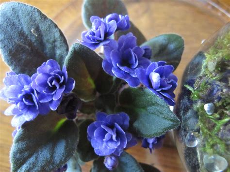 Here Are 7 Tips To Growing Beautiful African Violets Right In Your Home