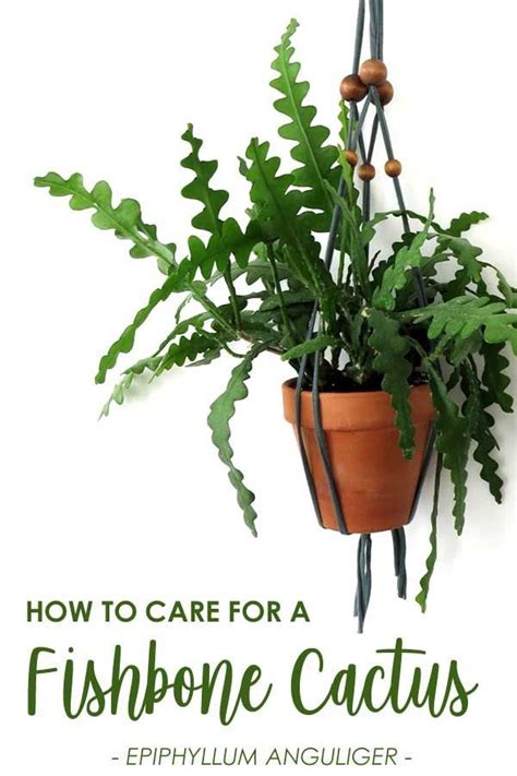 Orchid cactus care will keep your plant healthy and blooming year after year. Fishbone Cactus: How to Grow and Care for an Epiphyllum ...