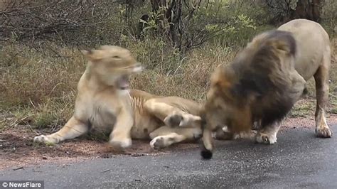 Lioness Bats Away Lusty Mate After He Bites Her In The Rear To Get Her