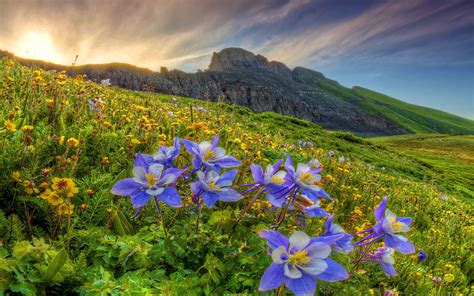 Mountain Wildflowers Desktop Background 600560